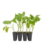 Col Kale Planta 12 Unidades