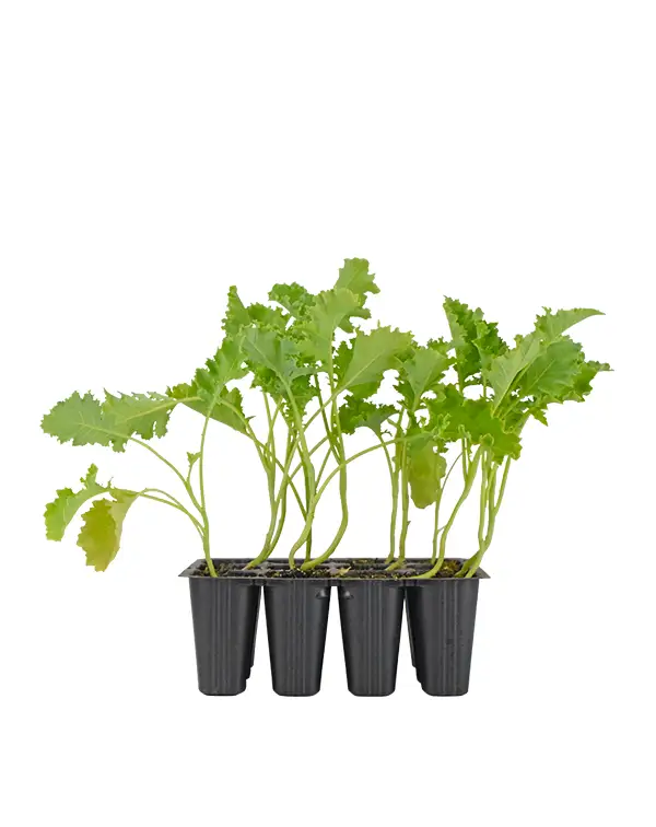 col-kale-12-unidades-planta-horticola