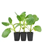 Coliflor Romanesco Planta 6 unidades