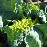Coliflor Romanesco Planta 6 unidades