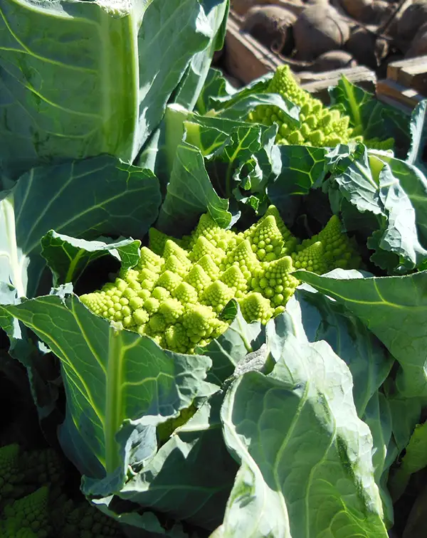 coliflor-romanesco-planta-horticola-cosecha