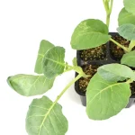 Coliflor Romanesco Planta 6 unidades