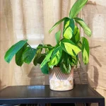 Ctenanthe Pilosa Golden Mosaic