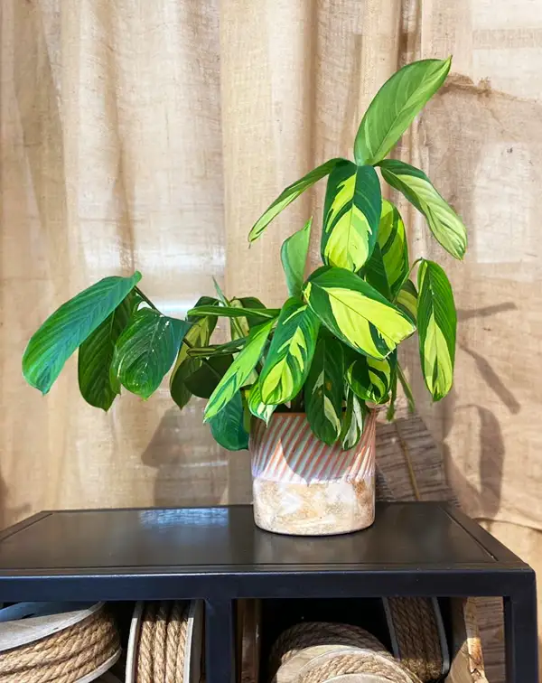 ctenanthe-pilosa-mosaic-decoracion