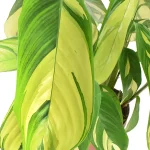 Ctenanthe Pilosa Golden Mosaic hojas