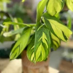 Ctenanthe Pilosa Golden Mosaic