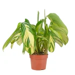 Ctenanthe Pilosa Golden Mosaic