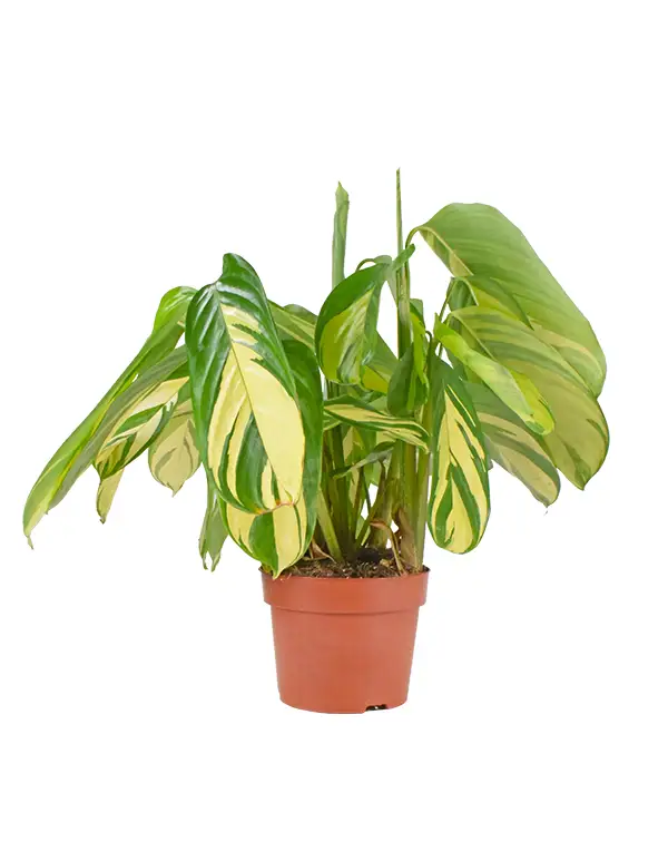 ctenanthe-pilosa-mosaic-planta-de-interior