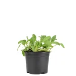Espinaca Planta