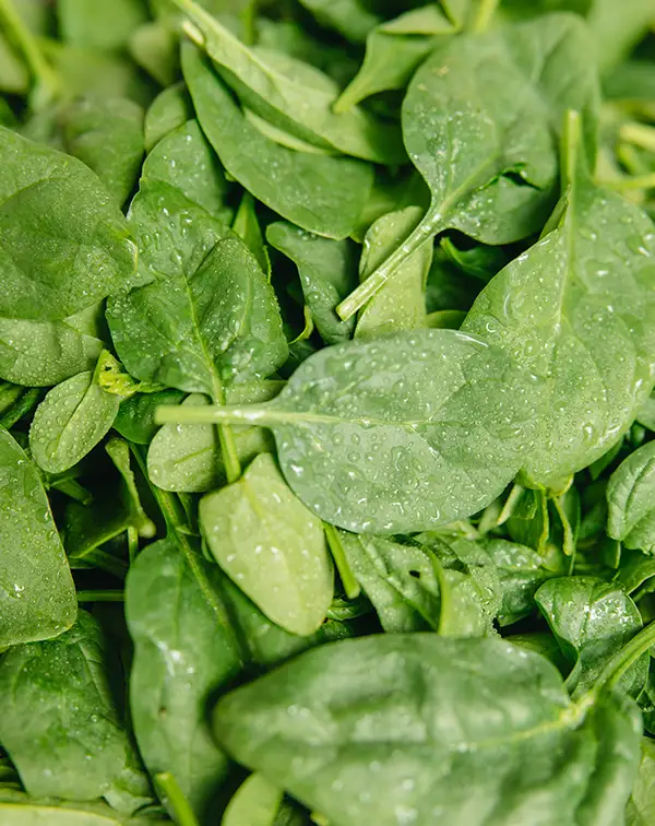 espinaca-planta-horticola-cosecha