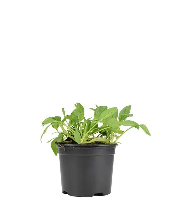 espinaca-planta-horticola
