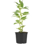 Haba Planta Hortícola