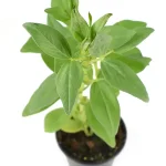 Haba Planta Hortícola