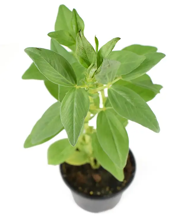 habas-planta-horticola-detalle-hojas