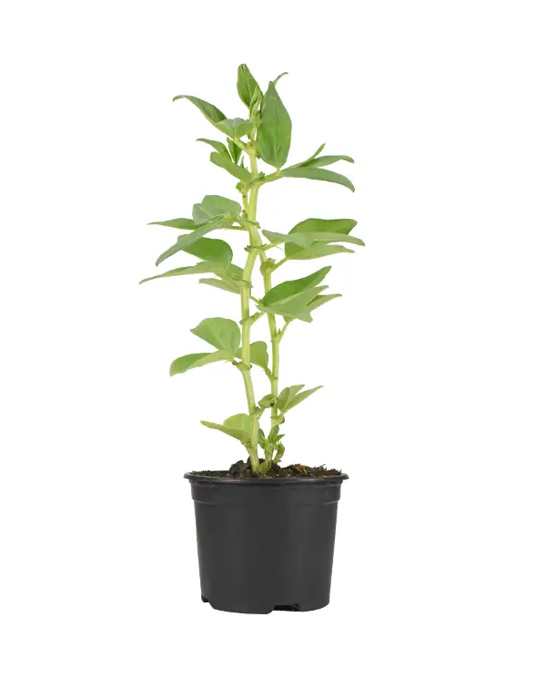 habas-planta-horticola