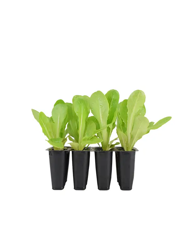 lechuga-cogollo-12-unidades-planta-horticola