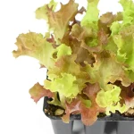 Lechuga Lollo Rosa 12 Unidades