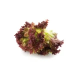 Lechuga Lollo Rosa 12 Unidades
