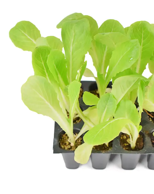 lechuga-romana-12-unidades-planta-detalle-hojas