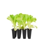 Lechuga Romana 12 Unidades