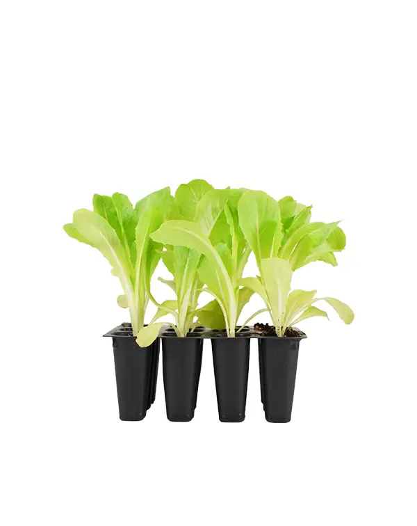 lechuga-romana-12-unidades-planta-horticola