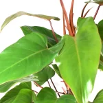 Philodendron Red Emerald