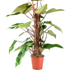 Philodendron Red Emerald