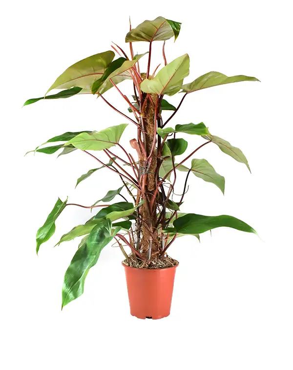 philodendron-red-emerald-con-tutor-planta-interior