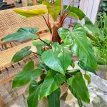 Philodendron Red Emerald