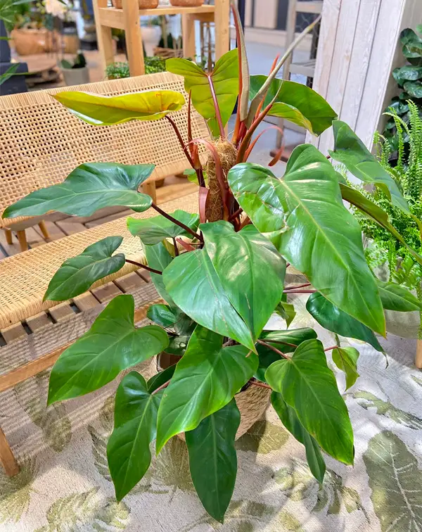 philodendron-red-emerald-interior-decoracion