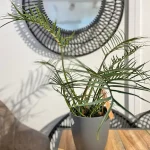 Philodendron Tortum