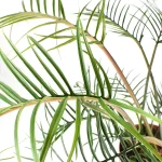 Philodendron Tortum