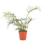 Philodendron Tortum