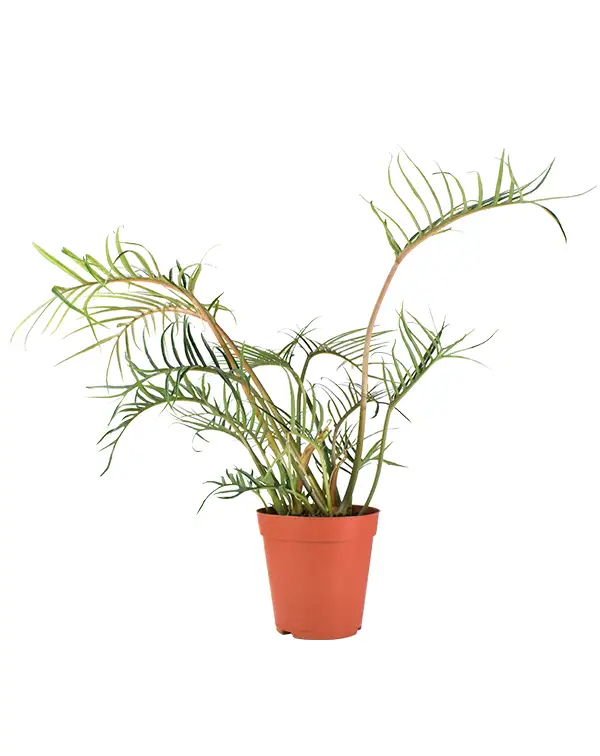 philodendron-tortum-good-luck-planta-de-interior