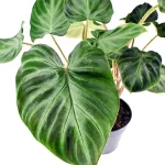 Philodendron Verrucosum