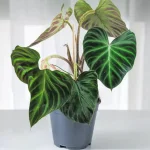Philodendron Verrucosum