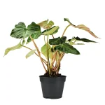 Philodendron Verrucosum