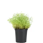 Tomillo Planta