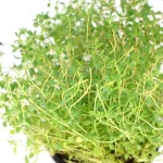 Tomillo Planta