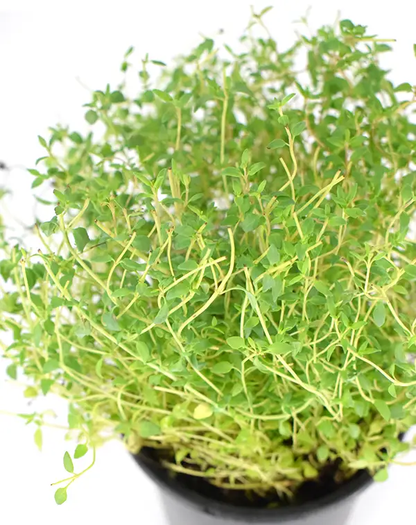 tomillo-planta-horticola-detalle-hojas