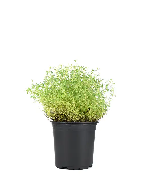tomillo-planta-horticola
