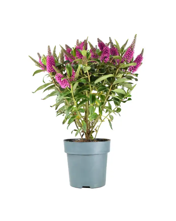 veronica-hebe-anderson-rosa-arbusto