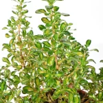 Coprosma Lemon Lime arbusto