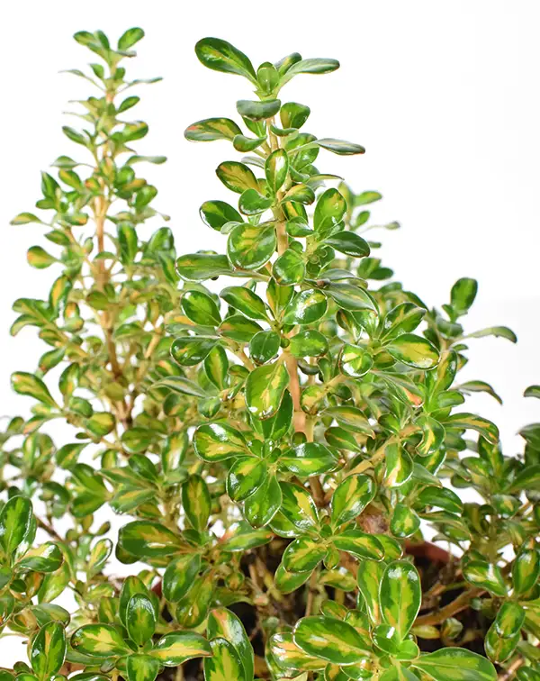 coprosma-lemon-lime-arbusto-detalle