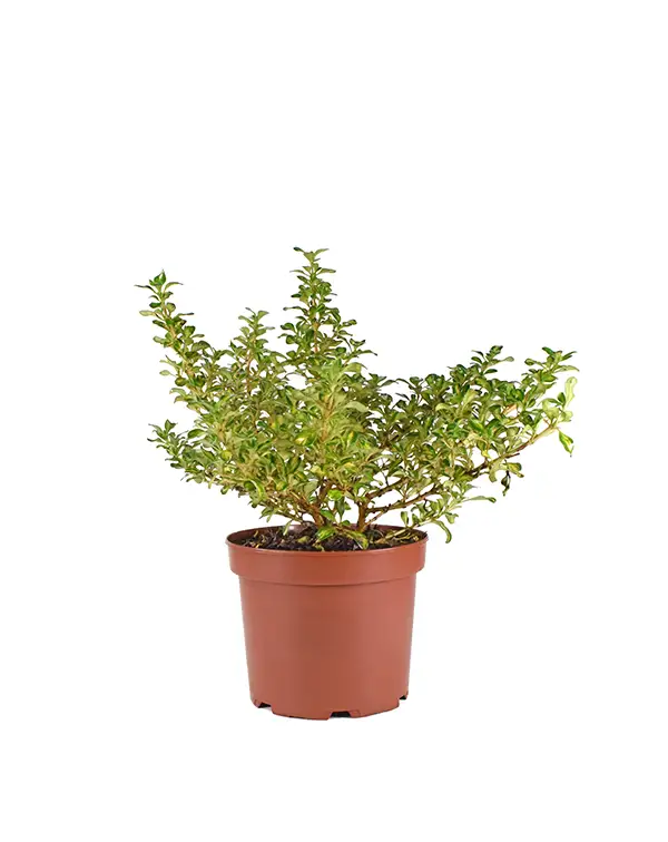 coprosma-lemon-lime-arbusto