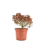Coprosma Rainbow Surprise Arbusto