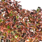 Coprosma Rainbow Surprise Arbusto