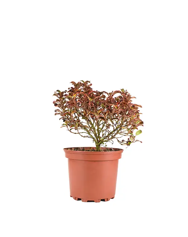 coprosma-rainbow-surprise-arbusto