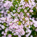 Diosma Ericoides Arbusto floración