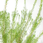Diosma Ericoides Arbusto